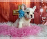 Small Photo #1 French Bulldog Puppy For Sale in CARTHAGE, TX, USA