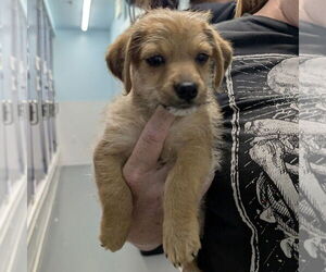 Mutt Dogs for adoption in Chico, CA, USA