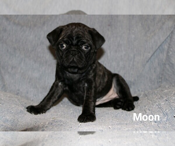 Medium Photo #1 Buggs Puppy For Sale in WINDSOR, CT, USA