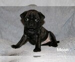 Small Photo #1 Buggs Puppy For Sale in WINDSOR, CT, USA