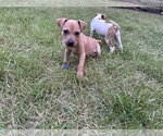 Small #8 Jack Russell Terrier-Parson Russell Terrier Mix