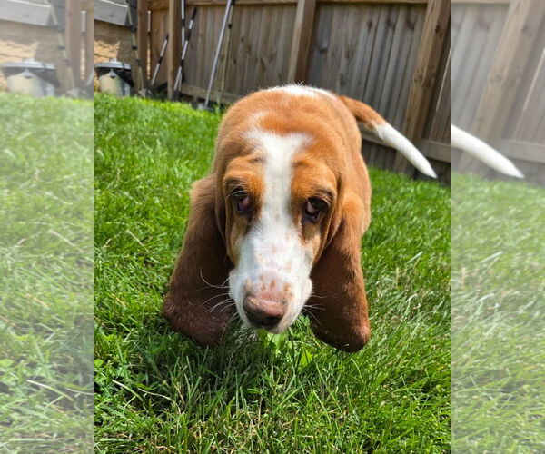 Medium Photo #2 Basset Hound Puppy For Sale in Brookville, OH, USA