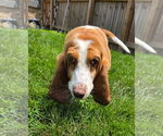 Small #1 Basset Hound