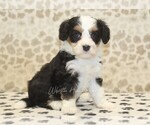 Small #3 Miniature Bernedoodle