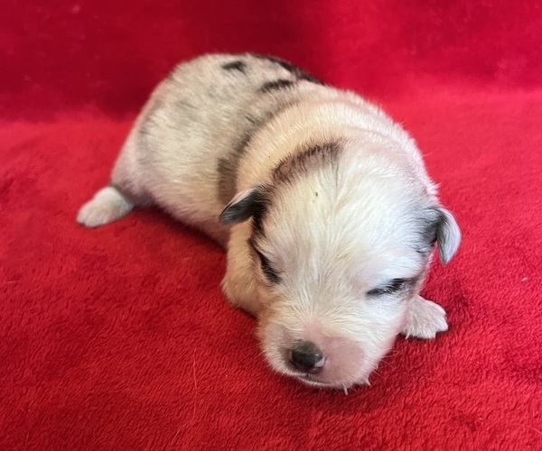 Medium Photo #1 Miniature Australian Shepherd Puppy For Sale in FORT MORGAN, CO, USA