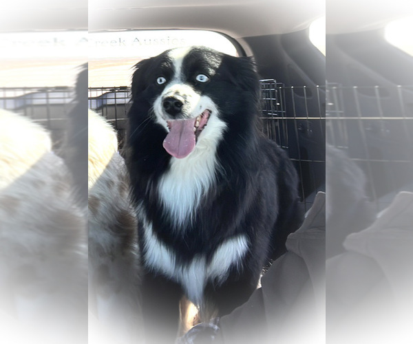 Medium Photo #1 Miniature Australian Shepherd Puppy For Sale in SAINT CLOUD, MN, USA