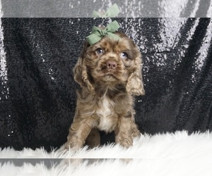 Cocker Spaniel Litter for sale in WARSAW, IN, USA