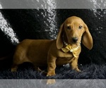 Puppy Dapper AKC Dachshund