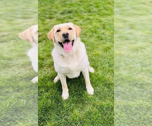 Medium Photo #1 Labrador Retriever Puppy For Sale in ONALASKA, WA, USA