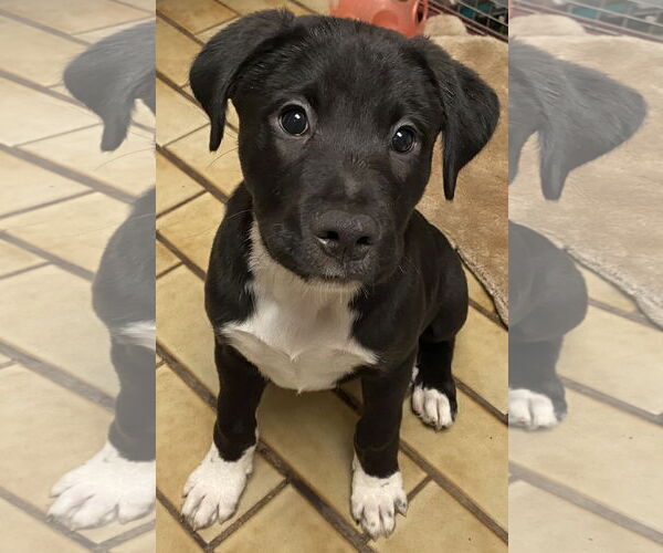 Medium Photo #5 Mutt Puppy For Sale in Westminster, MD, USA
