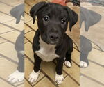 Small #4 Mutt