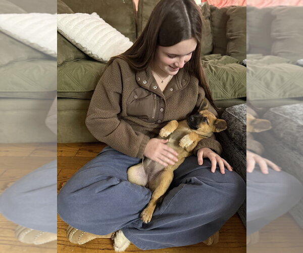 Medium Photo #13 Mutt Puppy For Sale in Brewster, NY, USA