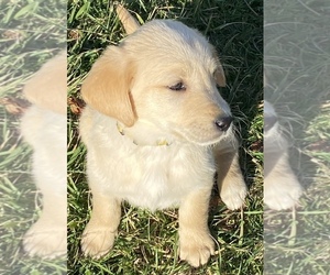 Golden Labrador Puppy for sale in LAWRENCEVILLE, IL, USA