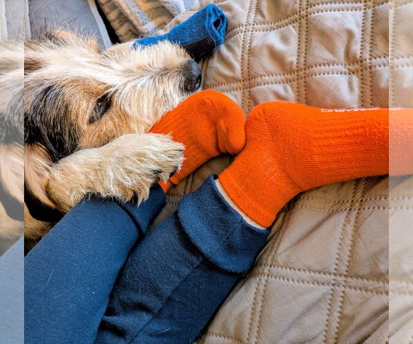 Medium Photo #10 Mutt Puppy For Sale in Sandy, UT, USA