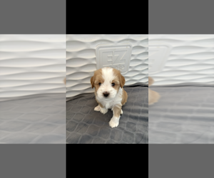 Medium Tibetan Terrier