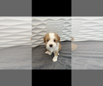 Puppy Dottie Tibetan Terrier