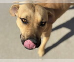 TUCKER - Male Mutt Dog for Adoption - Small photo