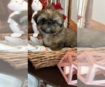 Small Photo #1 Shih Tzu Puppy For Sale in BRIDGETON, NJ, USA