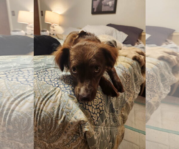 Medium Photo #8 Australian Shepherd-Unknown Mix Puppy For Sale in Grafton, WI, USA