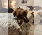 Small #7 Australian Shepherd Mix