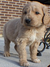Goldendoodle Puppy for sale in LOVELAND, CO, USA