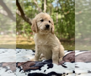 Medium Golden Retriever