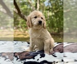 Puppy Sandy Golden Retriever