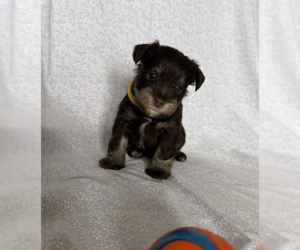 Medium Photo #1 Schnauzer (Miniature) Puppy For Sale in KNOX CITY, MO, USA