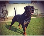 Small Photo #18 Rottweiler Puppy For Sale in STKN, CA, USA