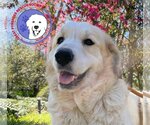 Small #10 Great Pyrenees