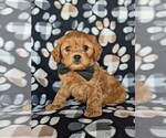 Small #2 Cavapoo