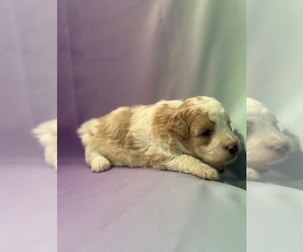 Medium Photo #5 Bernedoodle (Miniature) Puppy For Sale in LONGMONT, CO, USA