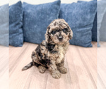 Small #1 Poodle (Miniature)