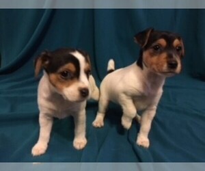 Jack Russell Terrier Puppy for sale in BATON ROUGE, LA, USA
