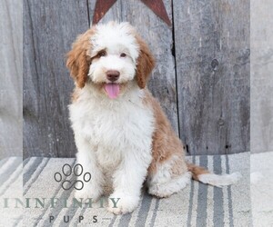 Bernedoodle (Miniature) Puppy for sale in SUNBURY, PA, USA