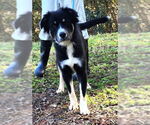 Small #1 Australian Shepherd Mix