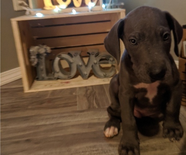 Medium Photo #1 Great Dane Puppy For Sale in WOOSTER, OH, USA