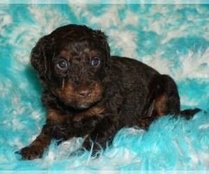 Miniature Labradoodle Puppy for sale in LA HABRA, CA, USA