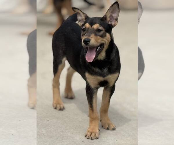 Medium Photo #6 Mutt Puppy For Sale in La Verne, CA, USA