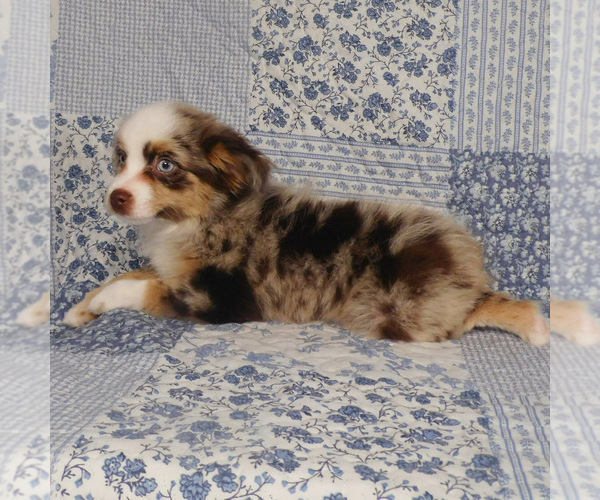 Medium Photo #9 Miniature Australian Shepherd Puppy For Sale in HARRISON, OH, USA