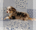 Small #8 Miniature Australian Shepherd