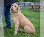 Small #4 Golden Retriever Mix