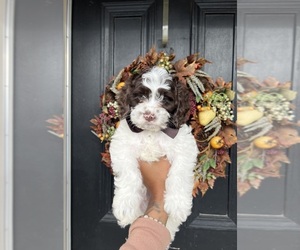 Cockapoo Puppy for sale in SUISUN CITY, CA, USA