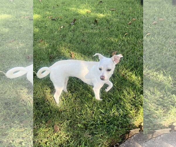 Medium Photo #1 Beagle-Chihuahua Mix Puppy For Sale in Euless, TX, USA