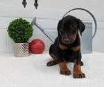 Small Photo #4 Doberman Pinscher Puppy For Sale in GOSHEN, IN, USA