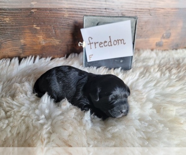 Medium Photo #5 Miniature Bernedoodle Puppy For Sale in CUBA CITY, WI, USA