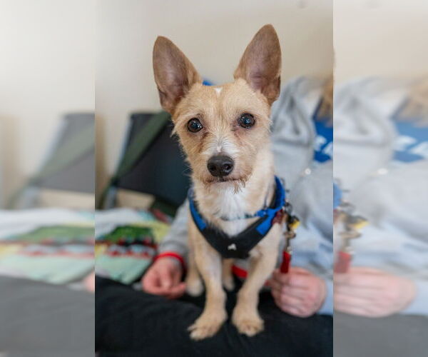 Medium Photo #1 Chihuahua-Unknown Mix Puppy For Sale in Mundelein, IL, USA