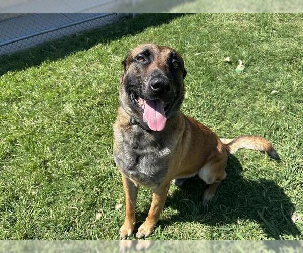 Medium Photo #1 German Shepherd Dog-Unknown Mix Puppy For Sale in Grand Prairie, TX, USA