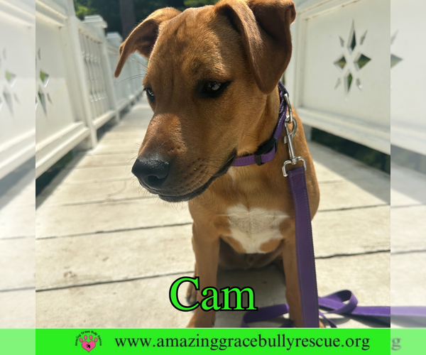 Medium Photo #7 Mutt Puppy For Sale in Pensacola, FL, USA
