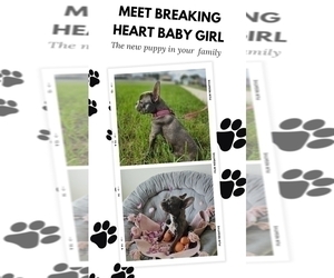 French Bulldog Puppy for sale in SARASOTA, FL, USA